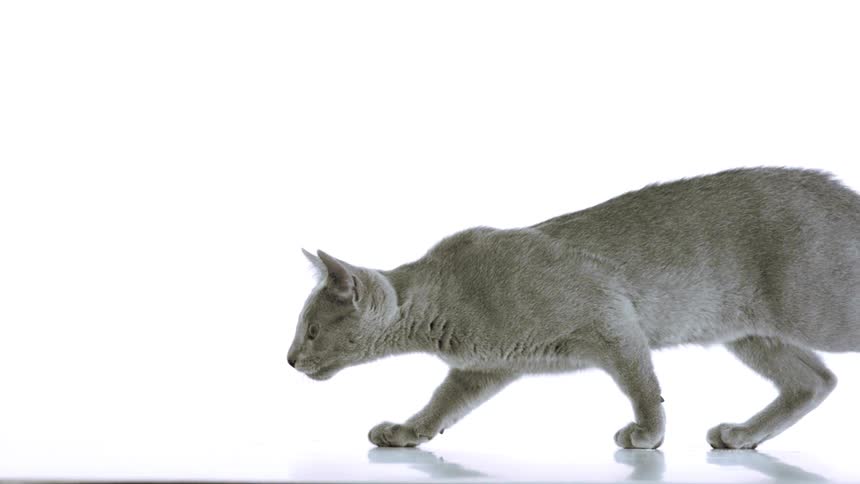 A grey cat walks across a white background until getting past the other side
