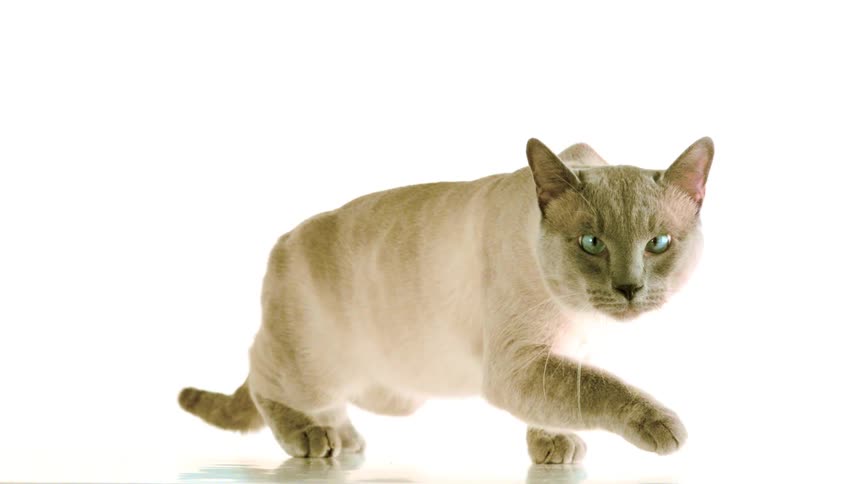 Lightcolored cat crouches with its body low and eyes focused against a white background
