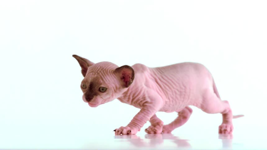 A cute tiny sphynx kitten with brown facial markings slowly moves forward on a reflective white surface opening its mouth wide in a meow or hiss