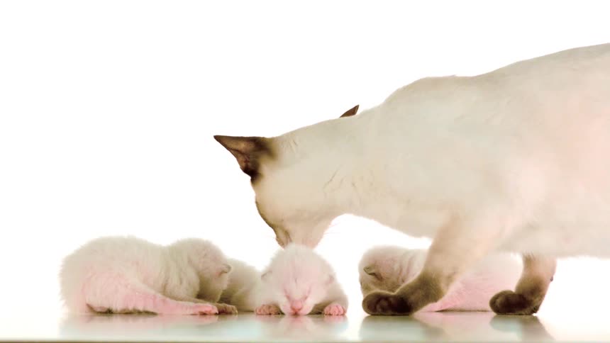 Lightcolored mother cat cleans a newborn kitten beside two other kittens