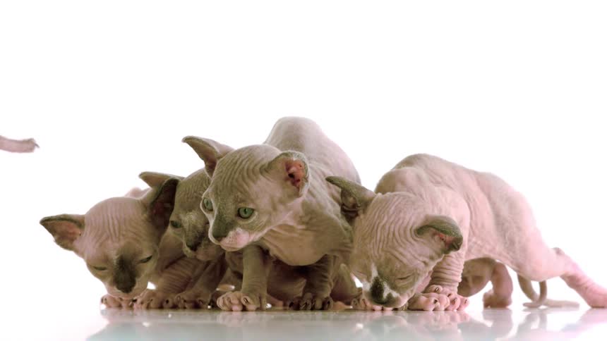 A sphynx cat walks away from its newborn kittens inside a room the bright white wall highlighting the scene