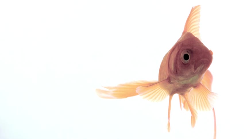 Goldfish swimming against a light background