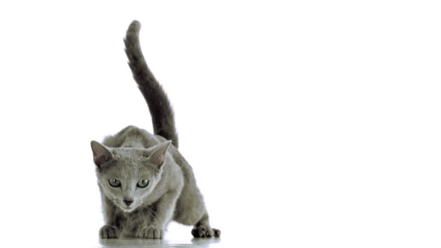 Gray cat crouching with its tail raised against a light background