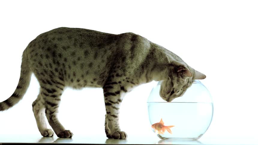 A spotted tabby cat with dark stripes stands over a clear glass fishbowl intently looking at a small orange goldfish swimming inside against a bright white background