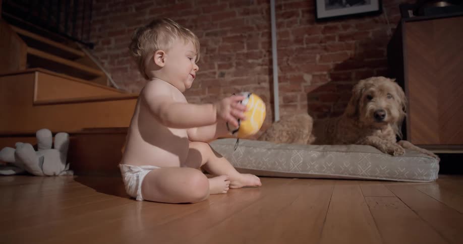 A baby plays near a dog