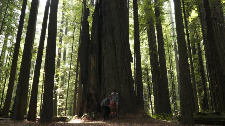A family stands at the base of a large forest tree