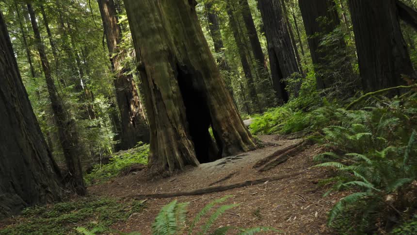 Hole in the trunk of a large tree in a forest