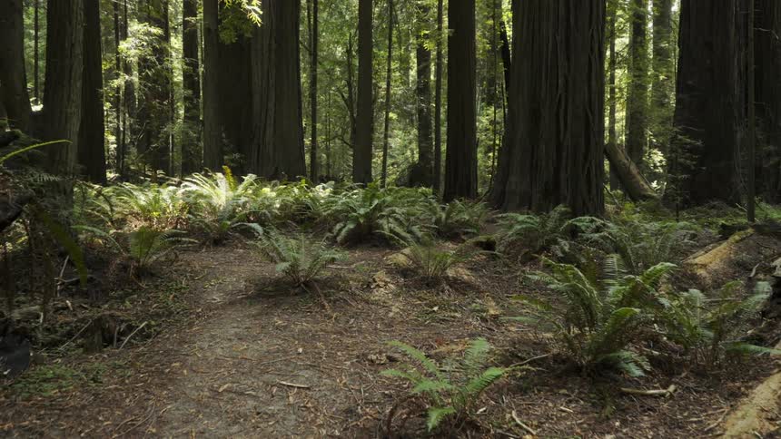 Ferns growing on downed trees and the forest floor