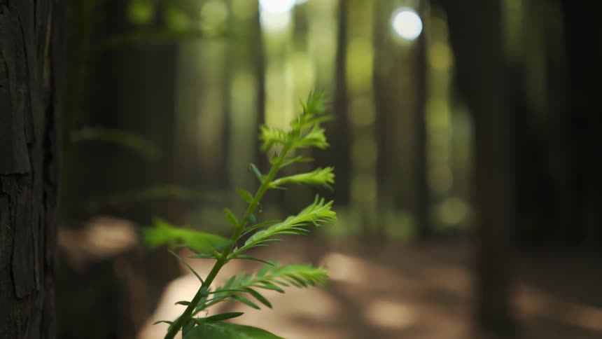 Green plant swaying in the breeze in shady forest