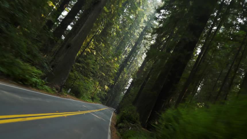 The road is lined with tall green trees