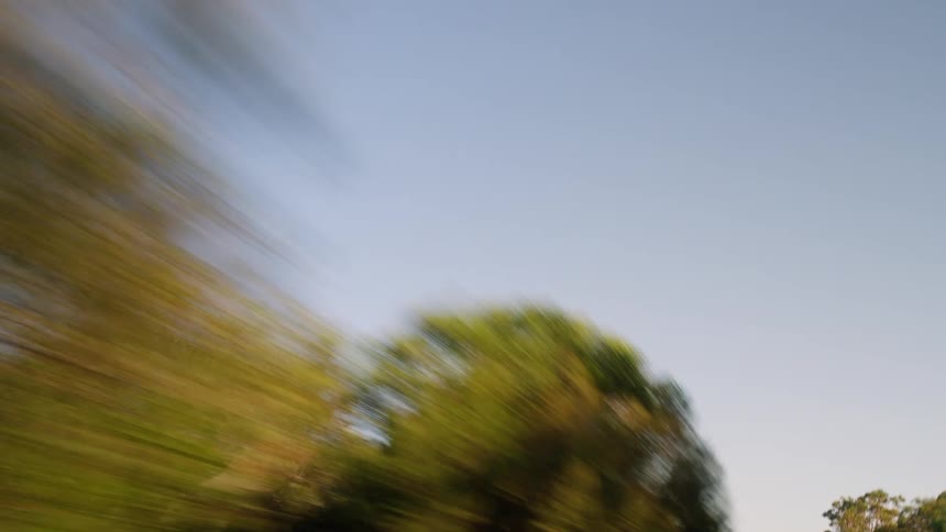 Blurred trees in motion against a clear sky