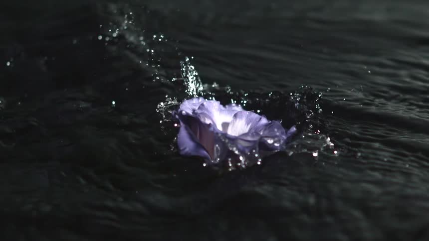 A slowmotion closeup shot captures a delicate purple and white flower as it drops onto a dark rippling water surface creating a momentary splash before settling to gently float
