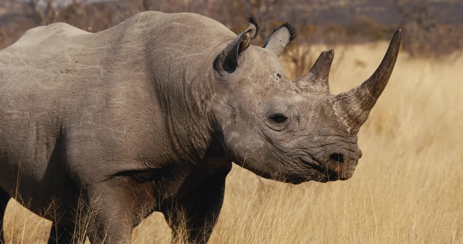A closeup profile shot captures a wild rhinoceros standing in a field of tall dry grass with its large horns pondering its next move