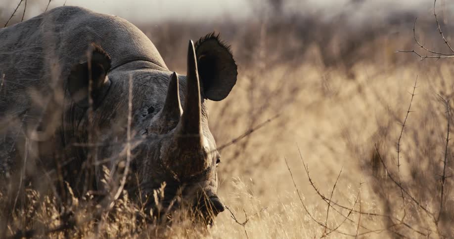 A rhino moves slowly through the tall dry grass of the savanna