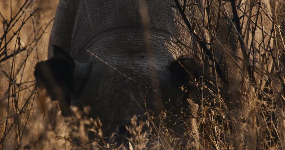 A rhinoceros stands amidst dry brush and lowers its head to graze