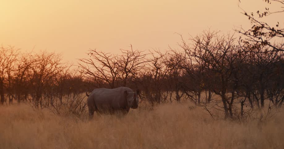 Rhinoceros walking across a field of tall dry grass and trees stops to look around