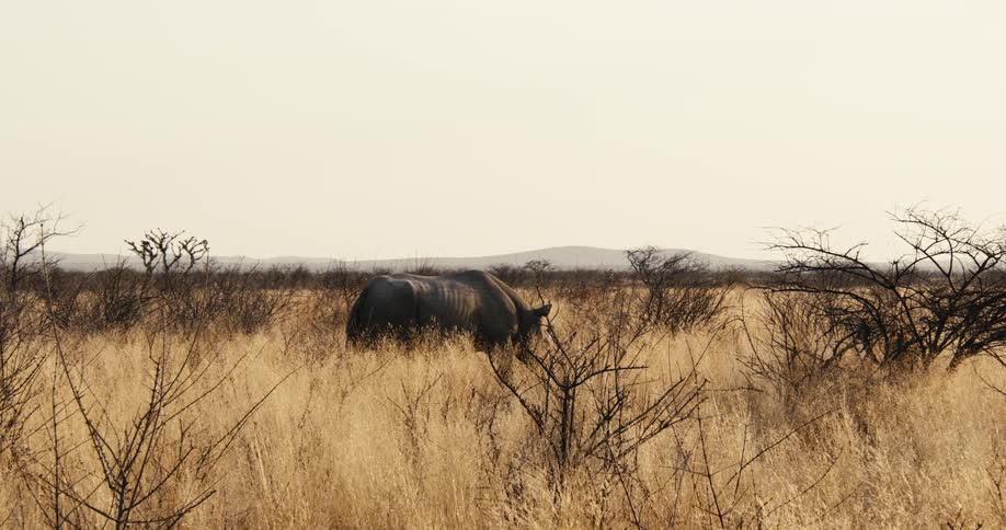 Rhinoceros walking through a field of tall dry grass