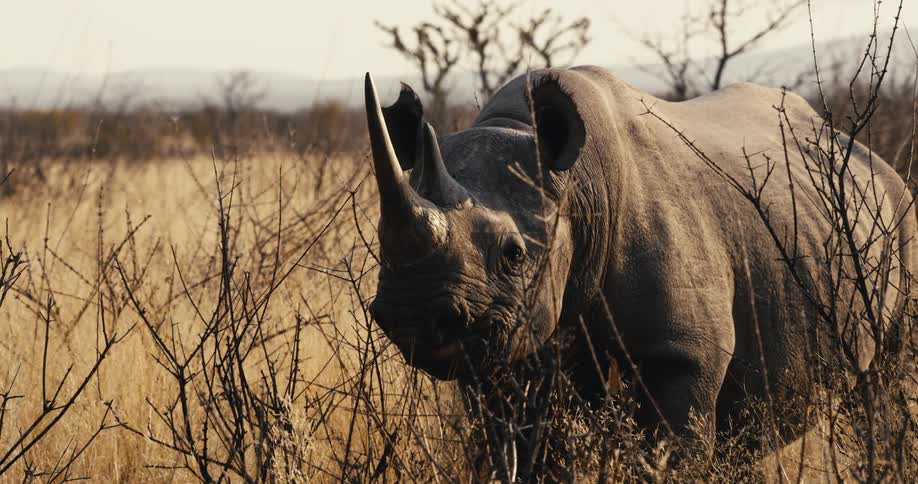 A rhinoceros standing in a dry field near leafless bushes chewing