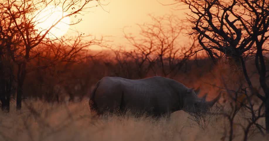 Rhinoceros walking around on a field surrounded by vegetation outdoors during dusk or dawn