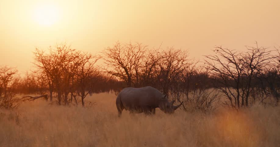 Rhinoceros walking through a field of tall dry grass and trees