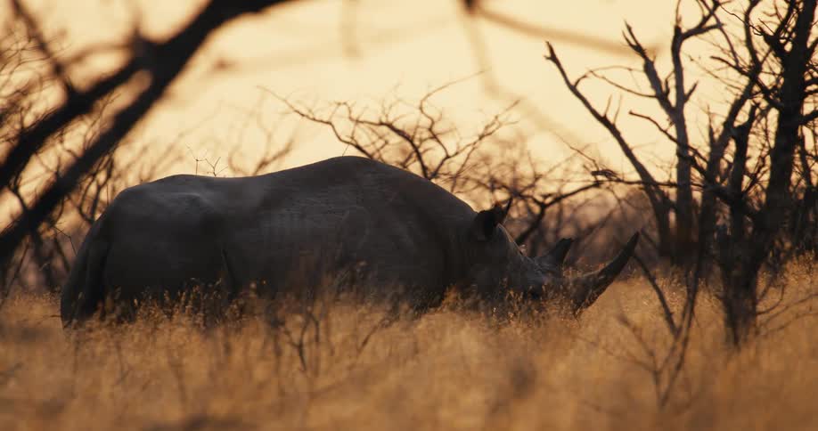 The rhino slowly walks through the grass