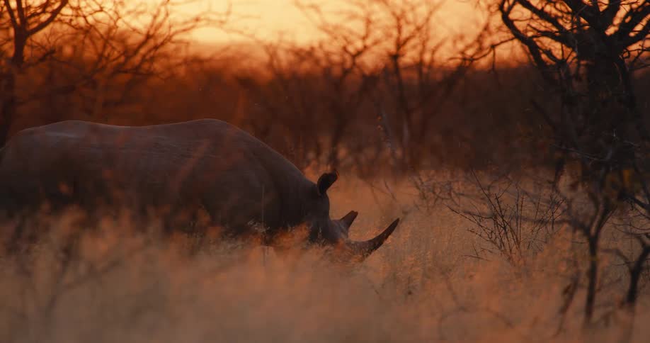 Rhinoceros grazing in a field of tall dry grass and walking backward