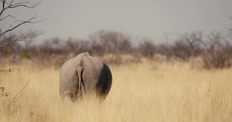 Rhinoceros walking on a field surrounded by vegetation outdoors during day time