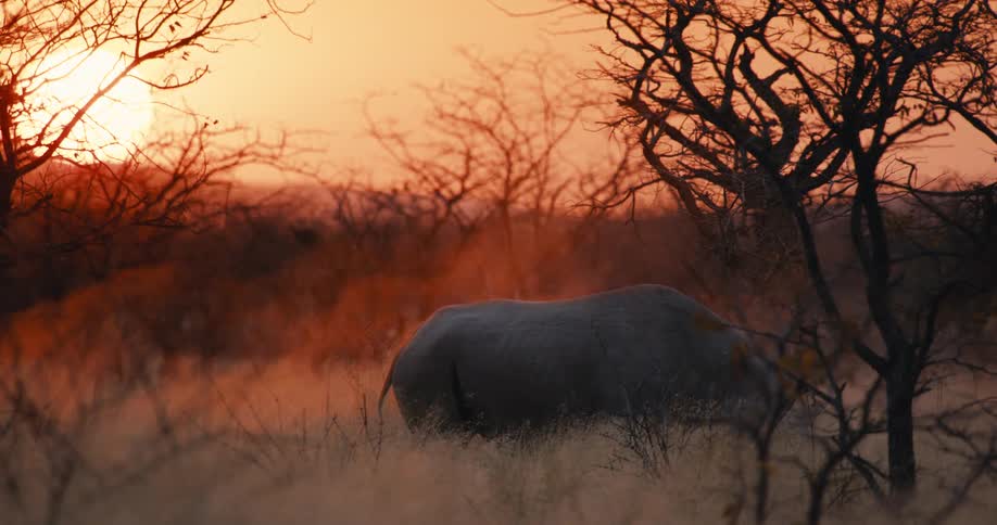 A rhinoceros kicks up dust while standing in a dry grassland with mountains in the background at dusk