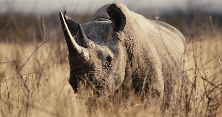 A rhino stands alert in tall dry grass on a savanna plain under bright sky