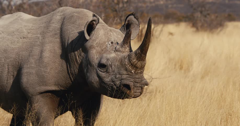 Rhinoceros standing in a field of tall dry grass looking around