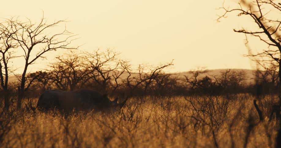 Rhinoceros walking across a field of tall dry grass and trees with mountains in the distance