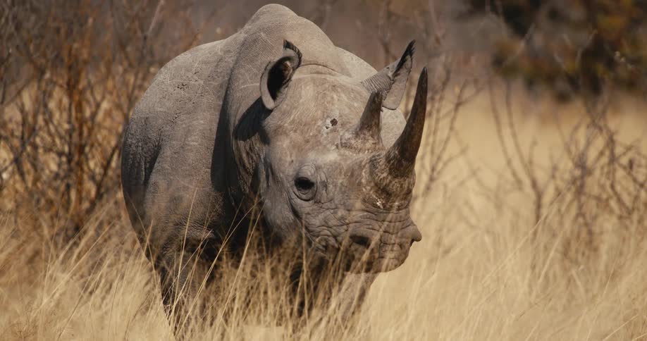 Rhinoceros standing in a field of tall dry grass looking around