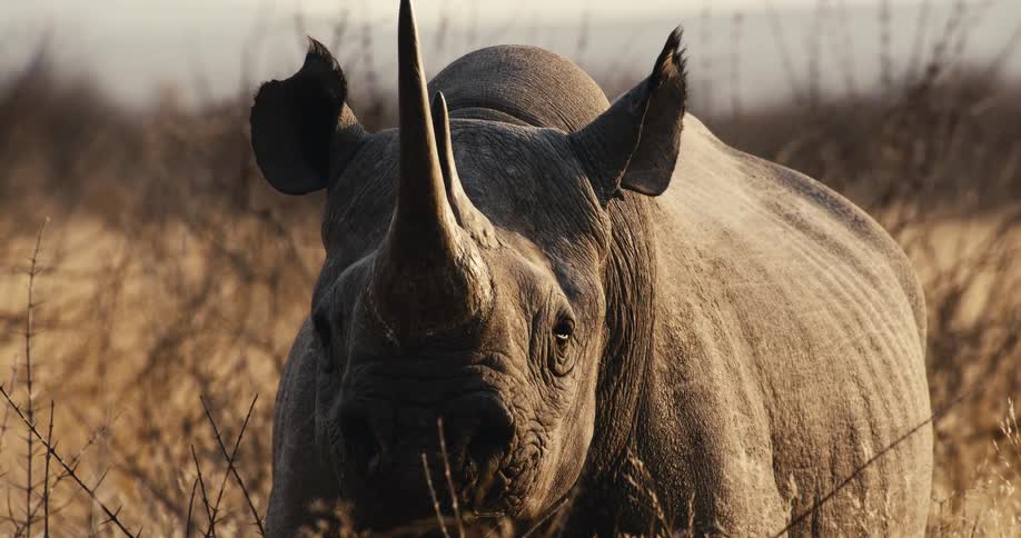 Rhinoceros grazing on a plain area surrounded by vegetation outdoors during dusk or dawn