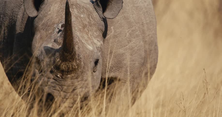 Sunlight shines on a rhinoceros as it walks in tall dry grass