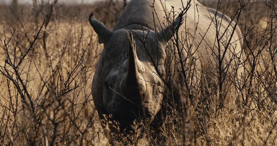 A rhinoceros standing on very dry land near dry bushes