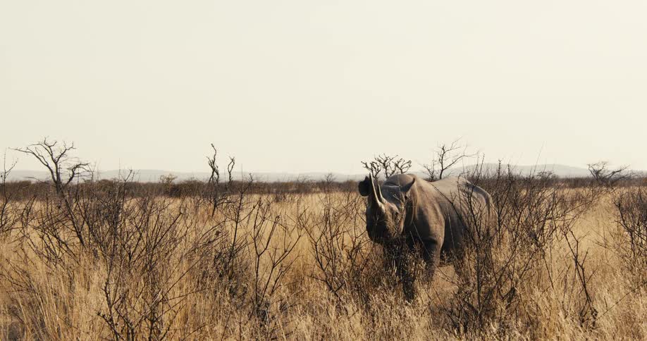 Rhinoceros standing on a field surrounded by vegetation outdoors during day time