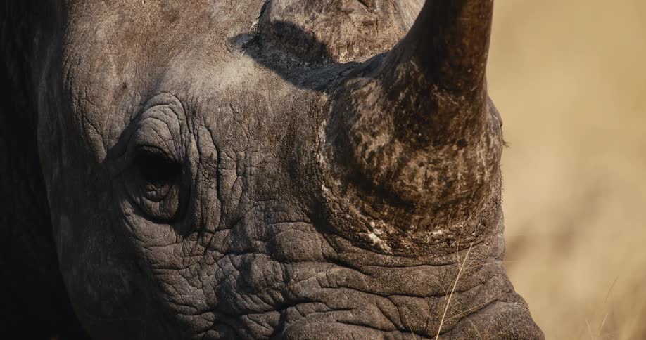 A view of a rhino outdoors during the day