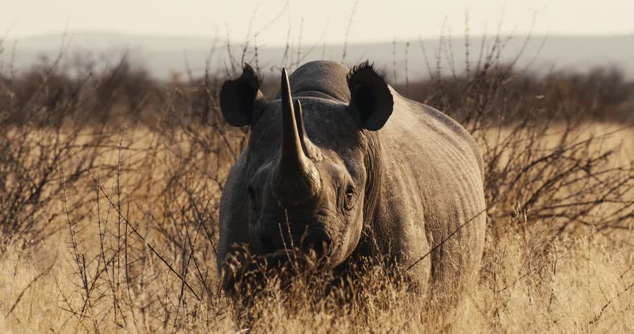 Rhinoceros grazing on a field outdoors during dusk or dawn