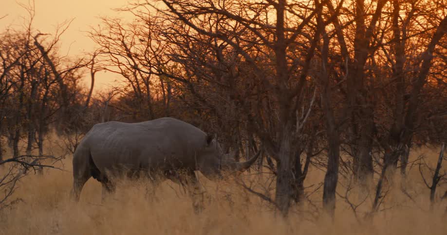 The rhino walks through the woods