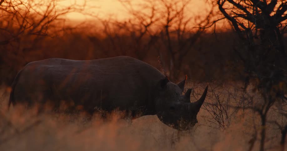 A rhino grazing at sunset