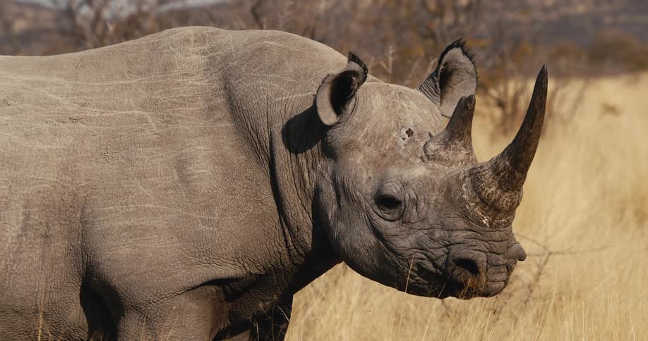 The large rhino slowly turns around