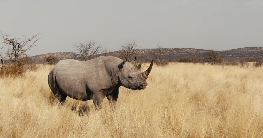 The large rhino turns his head while standing in the grass