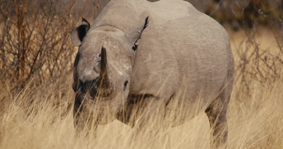 The rhino is walking around on a sunny day