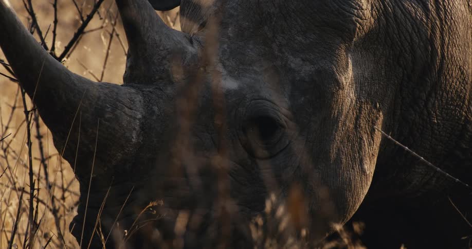 Head of a rhinoceros surrounded by vegetation outdoors during dusk or dawn