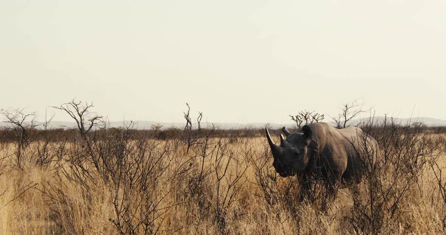 The rhino is grazing on plants