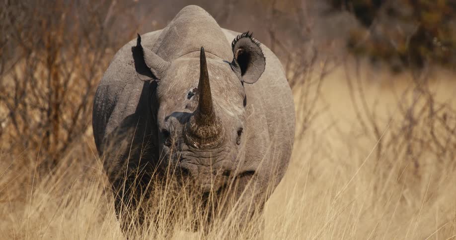 The large rhino has its horn pointed forward