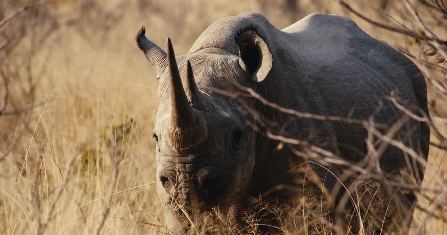 Rhinoceros standing in a field of tall dry grass looking around