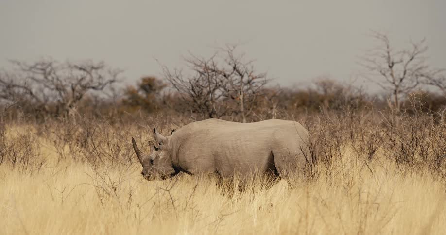 Rhinoceros walking on a field surrounded by vegetation with trees on the background outdoors during day time