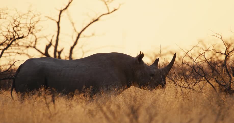 Rhinoceros walking on a savanna outdoors during dusk or dawn