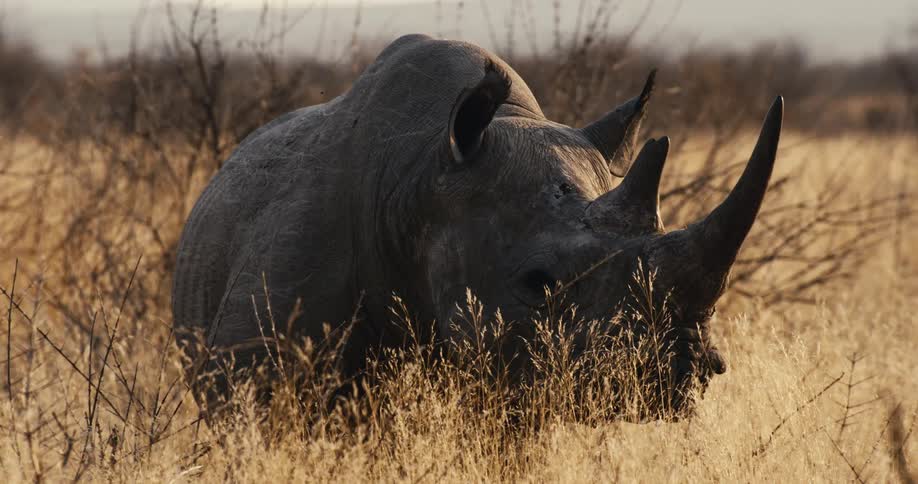 Sunlight shines on a rhinoceros standing in a field of tall dry grass looking around